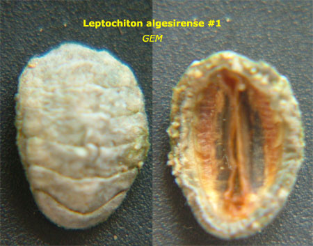 Chiton algesirensis